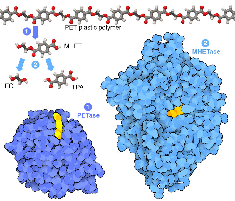 <I>Plastic-eating Enzymes<BR>
Plastics have changed the world we live in. They provide a cheap and versatile way to create consumer products. But plastic has a severe downside. Most plastics in common use are highly stable chemical polymers, and when discarded, they persist in the environment for decades or perhaps even centuries. Widespread use of plastic presents an increasingly severe threat to the global environment and human health. Researchers are now looking for natural ways to recycle and degrade plastics to confront this challenge. Amazingly, some bacteria are ahead of us and have already evolved enzymes that can attack certain types of plastics.
 </I>