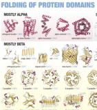 Download Protein Domains Poster