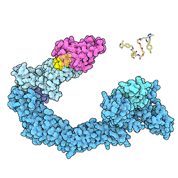 RCSB PDB Molecule of the Month
